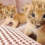 カメラをじっと見つめる三つ子の赤ちゃんライオン