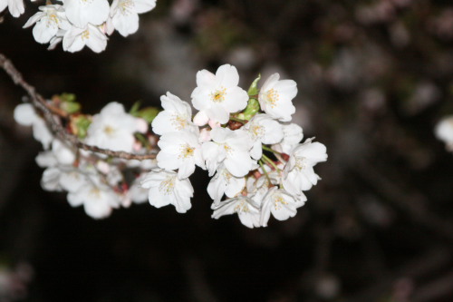 ２０１０年の桜