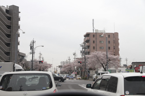 桜本町の桜001