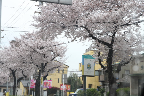 桜本町の桜002