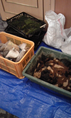 110528_苔玉材料 苔玉材料