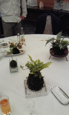 110528_苔玉 品評会2 苔玉 品評会2