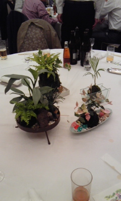 110528_苔玉 品評会6 苔玉 品評会6