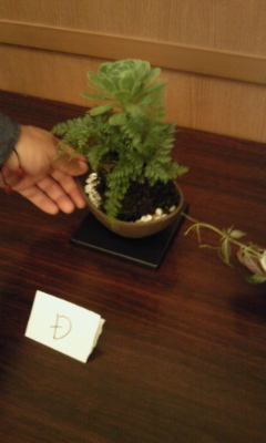 110528_苔玉優勝作品 苔玉優勝作品